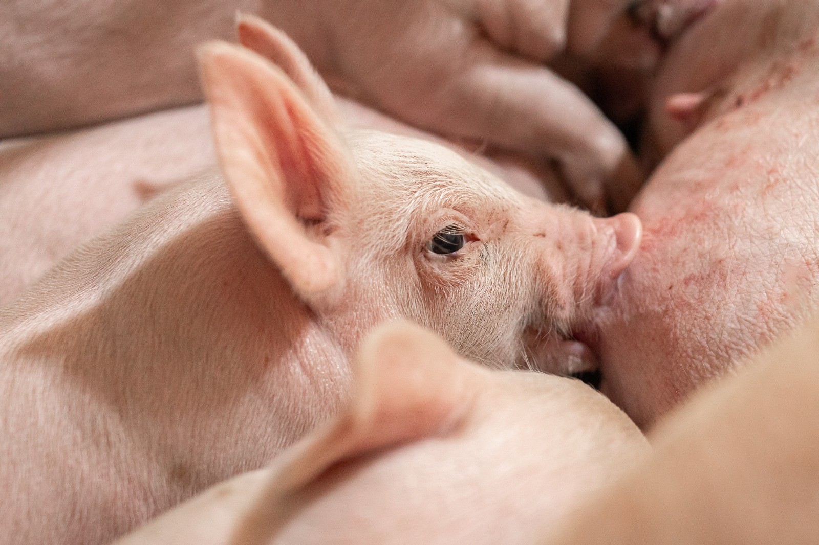 Bem-estar animal avança na suinocultura, mas financiamento é entrave - Foto