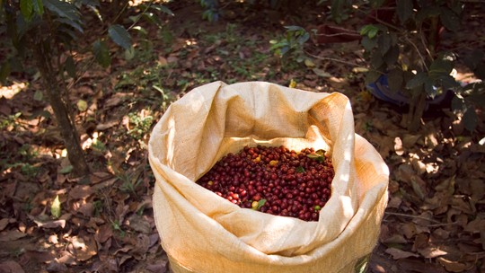 Mercado do café em NY 'ignora' calor no Brasil e preços cedem