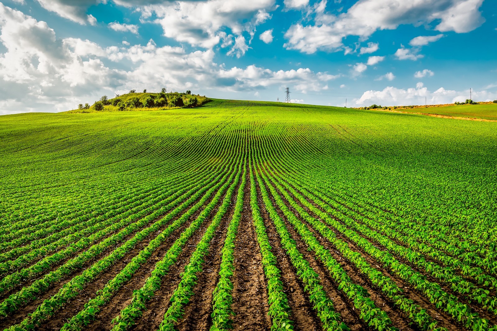 Xtendimax®2 eleva controle de plantas  daninhas na soja e no algodão