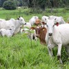Veja quais são os maiores produtores de carne bovina do mundo - Fernando Alves/AEN