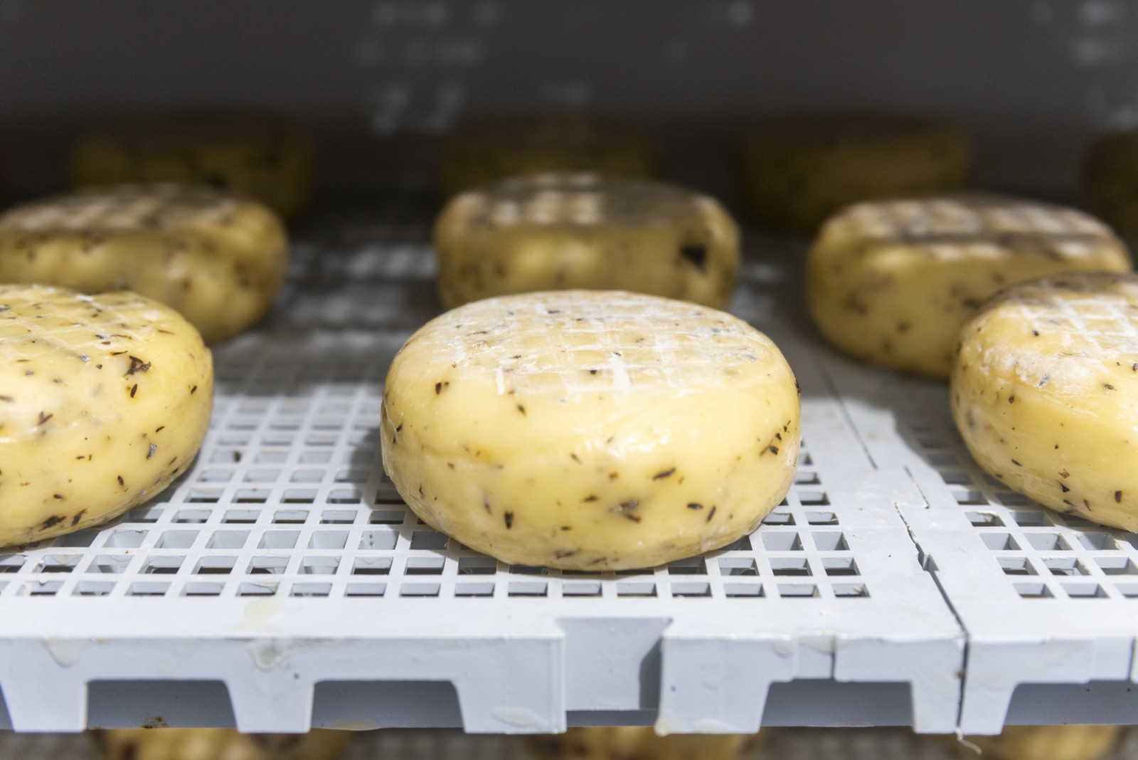 A propriedade também produz o queijo com lavanda - Foto: Henry Milleo