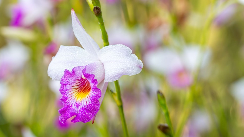 Orquídea bambu — Foto: Canva / Creative Commoms