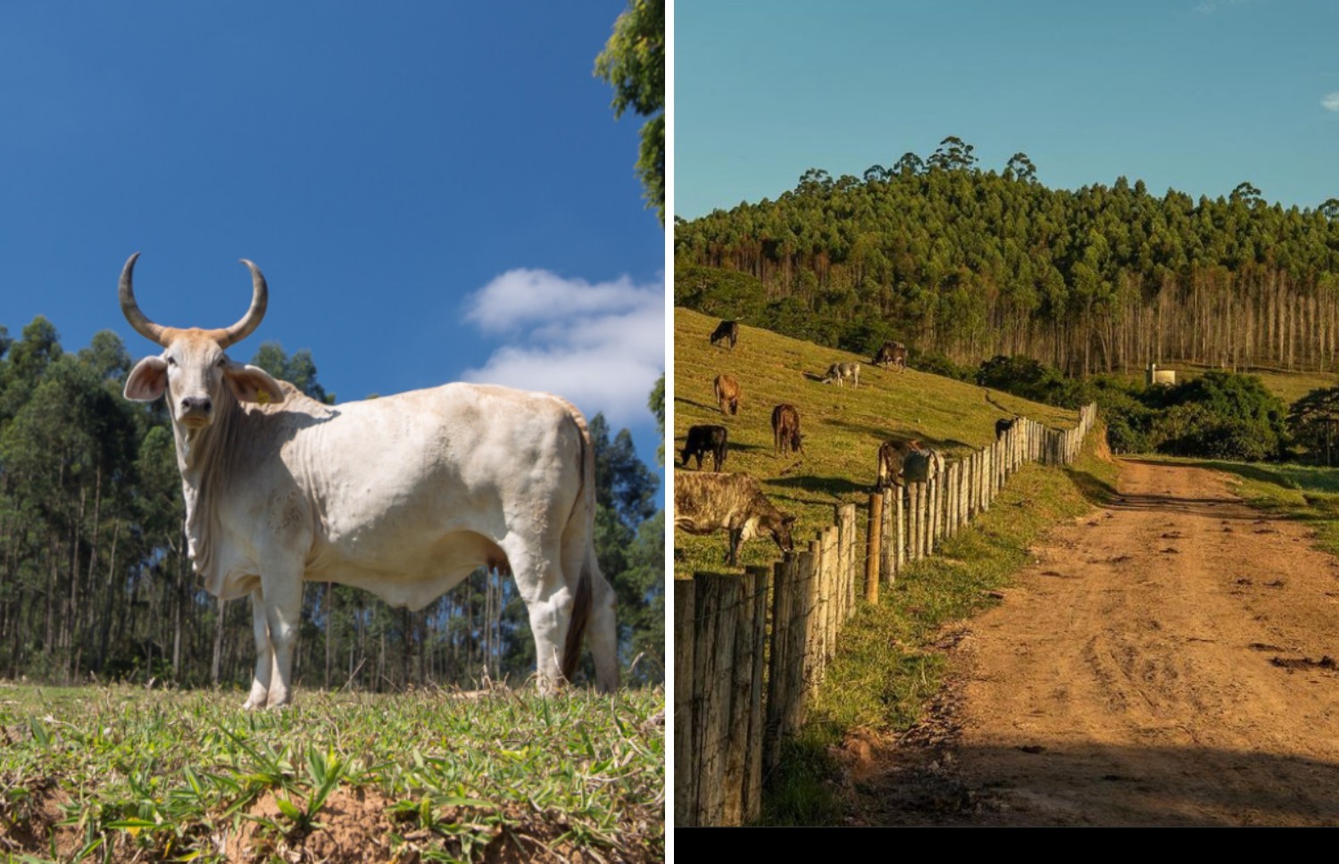 A fazenda cria gado de corte — Foto: Instagram/ Reprodução