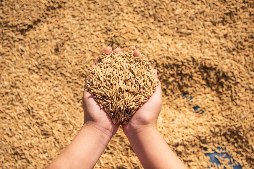 Importações de arroz totais em julho foram de 205,8 mil toneladas