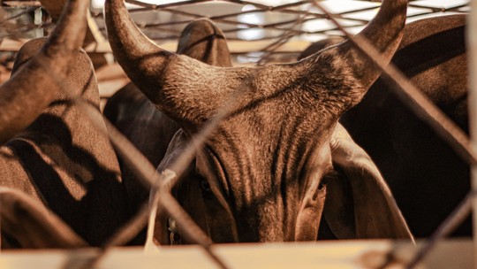 Vacas Guzerá retornam às pistas de julgamento da ExpoZebu após 10 anos