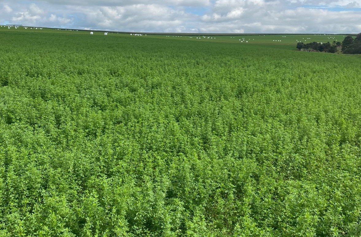 Agricultora trocou cultivo de soja pela produção de alfafa no Paraná: 'Não tinha liquidez'