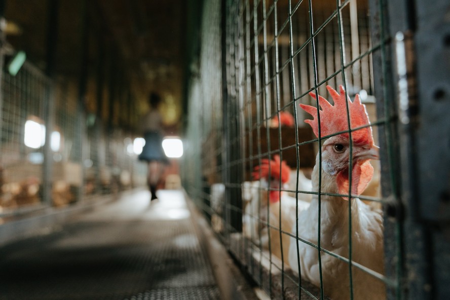 Projeto em tramitação na Câmara quer proibir a criação de galinhas em sistemas que utilizam gaiolas