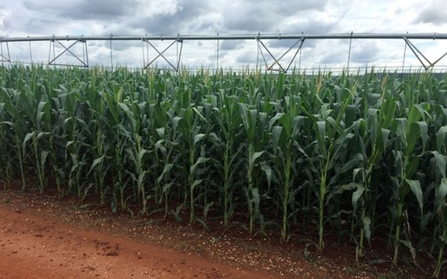 Para a safra de milho 2023/24 em Mato Grosso, Imea projeta queda no rendimento e também na produção