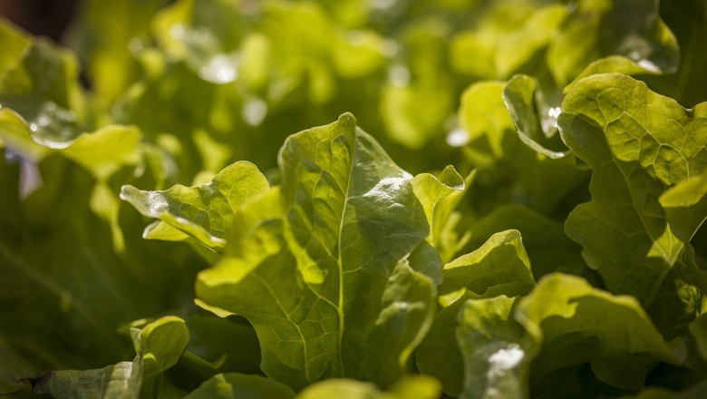 Preço da alface sobe no atacado devido à oferta limitada