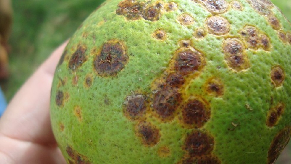 cancro em laranja — Foto: Reprodução SNA