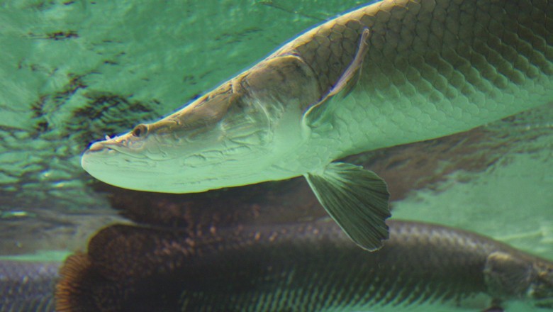 Cientistas avançam na reprodução artificial do pirarucu