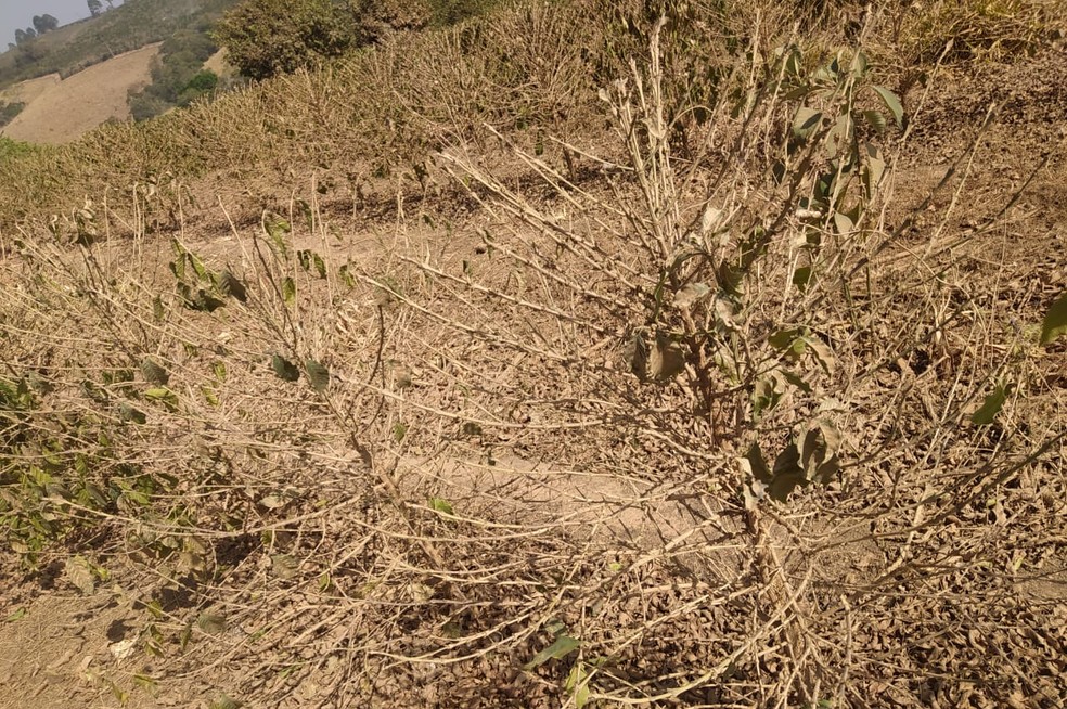 Lavoura de café castigada pela seca em Bom Jesus (MG) — Foto: Alexandre Maroti / arquivo pessoal