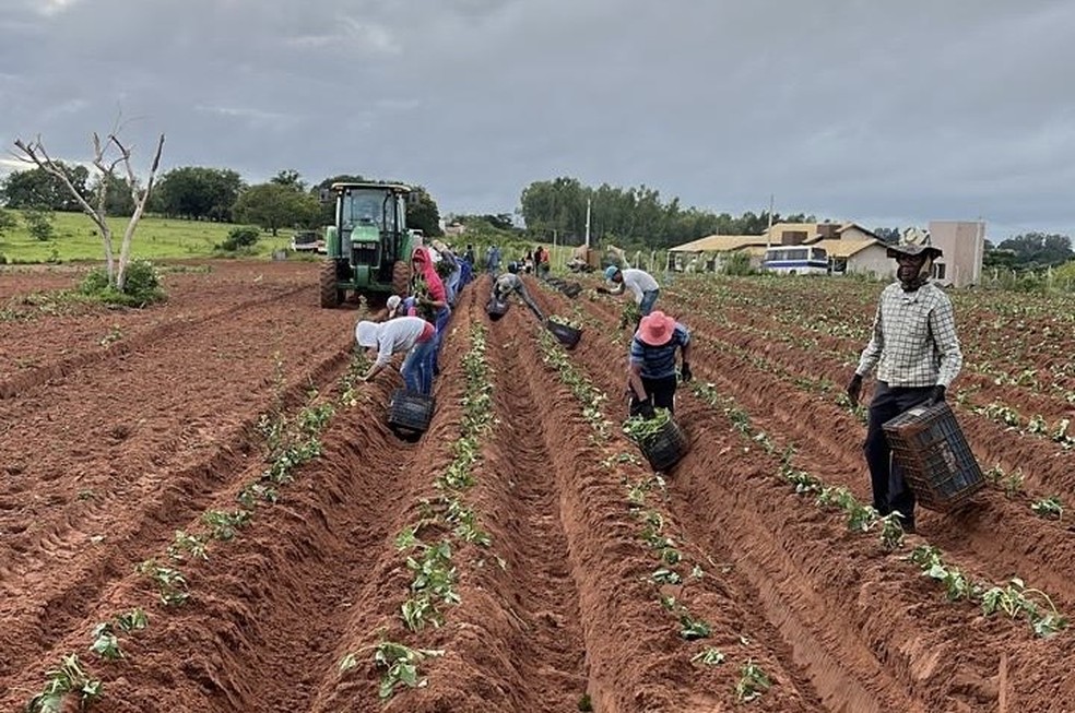 A região quente de Presidente Prudente (SP) se tornou um importante polo de batata-doce — Foto: Divulgação