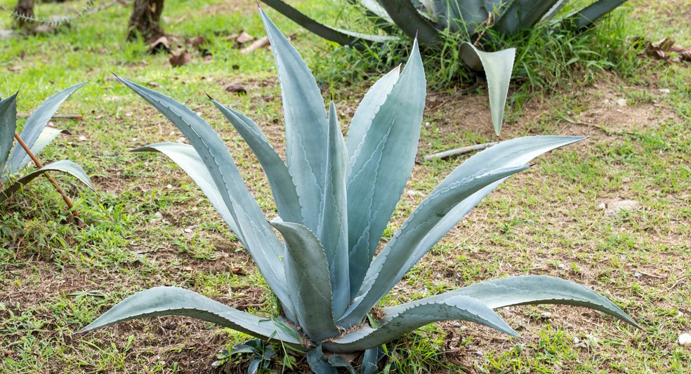 Agave azul — Foto: Canva/Creative Commons