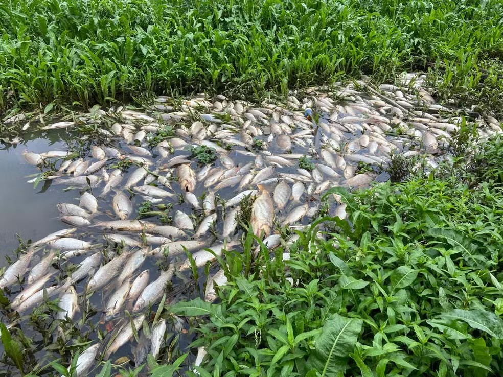 Defesa Civil e Polícia Ambiental começam a tirar peixes mortos do Rio Piracicaba