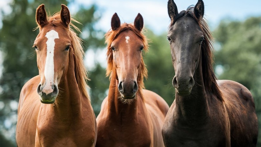 😆 Já viu um cavalo sorrindo?! - Agropecuária Querência