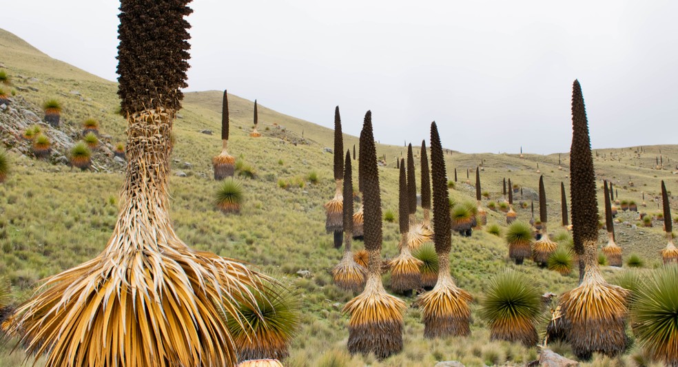 Bromélia Puya raimondii — Foto: Canva/Creative Commons