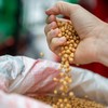 USDA elevou nesta sexta-feira as estimativas de produção mundial de soja em quase 1 milhão de toneladas, - Grégori Bertó/Palácio Piratini