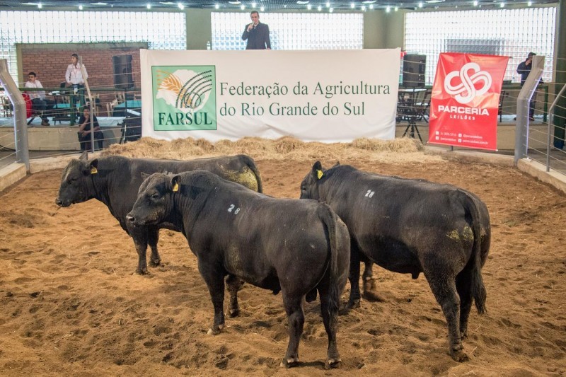 Leilões de animais terão uma temporada aquecida no RS, diz sindicato