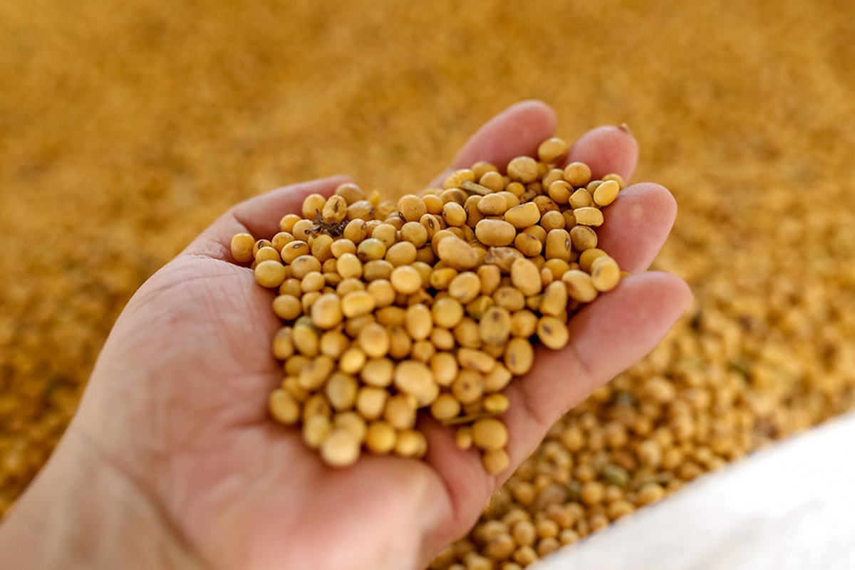 Preço da soja se mantém com prêmio e câmbio