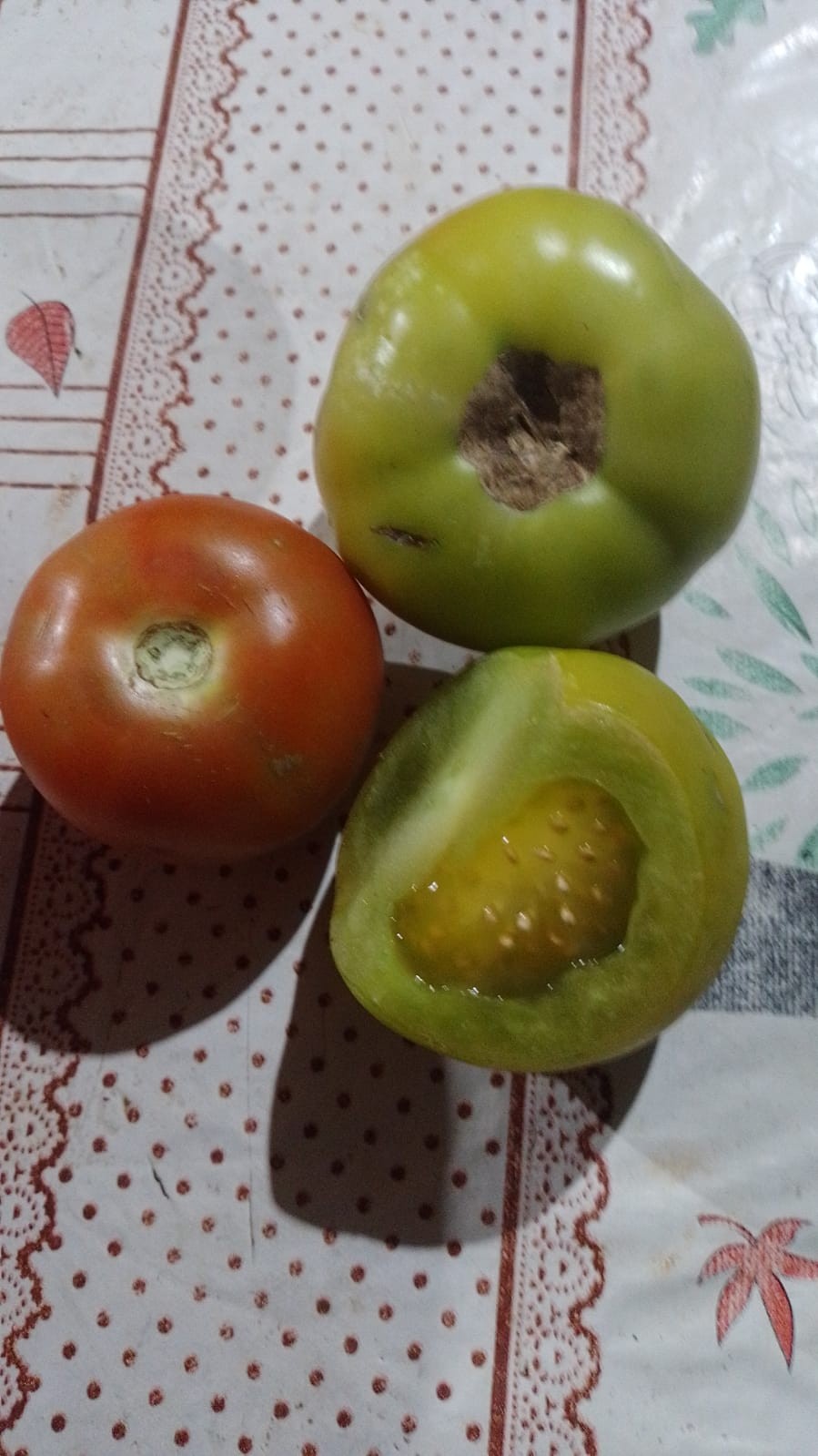 GR Responde: é possível colher tomates em diferentes fases na mesma plantação?