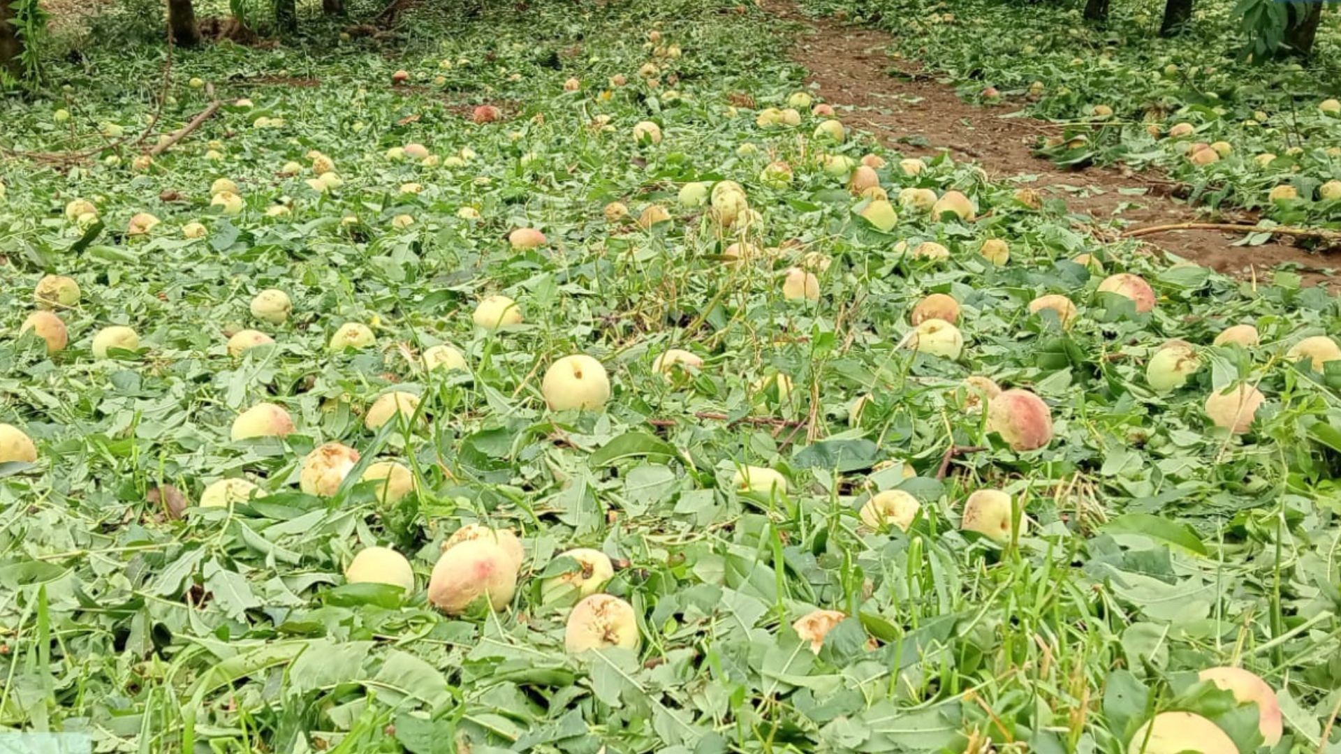 Agricultores relatam prejuízos milionários após granizo em SC: 'Não tem fruta nem para comer'