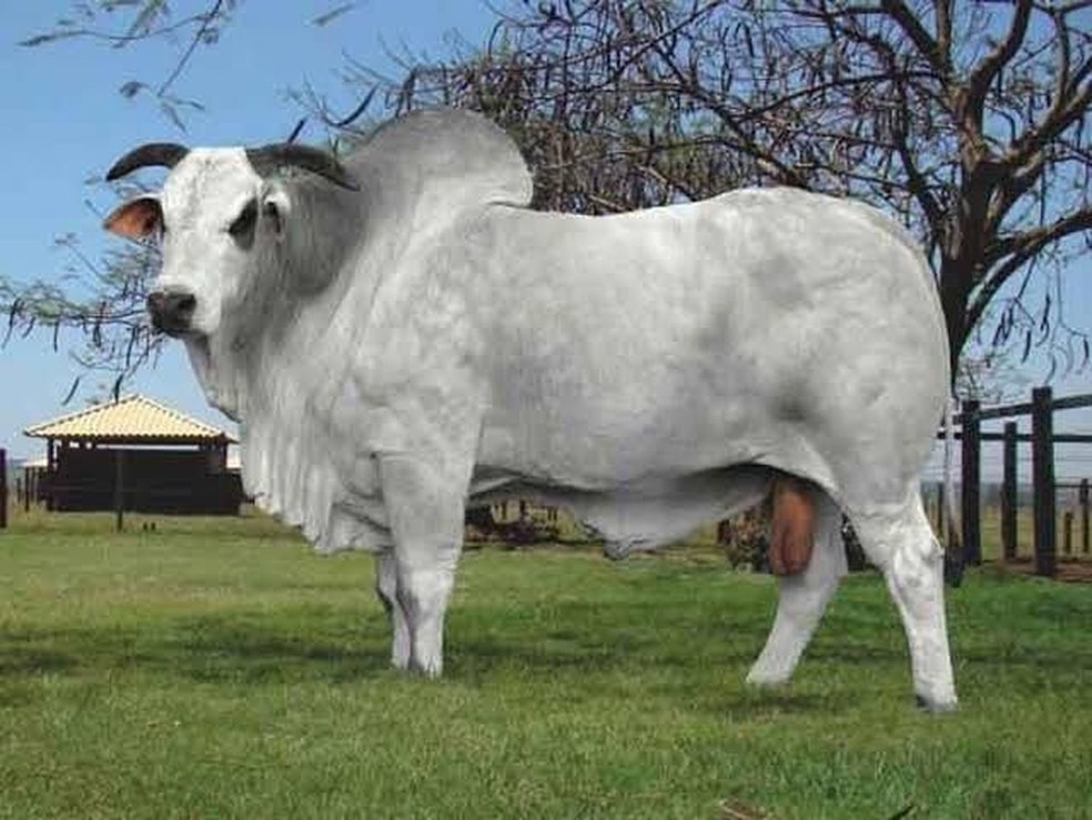 Touro Gandhi PO da Nova Índia — Foto: Divulgação