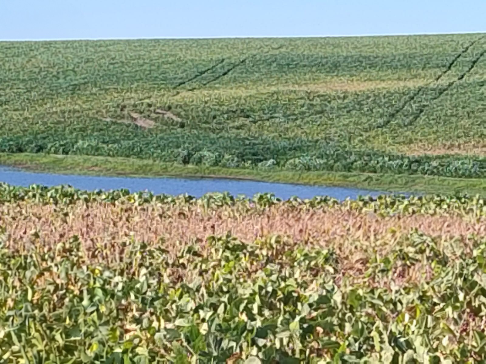 Seca no RS faz produtor de soja estimar perda de 80% na safra