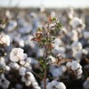 Empresário José Pupin já foi dono de 110 mil hectares de algodão - Wenderson Araujo/CNA
