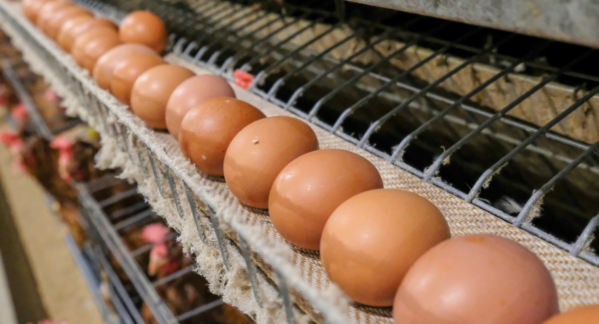 Como a IA pode evitar o descarte de pintinhos machos na produção de ovos