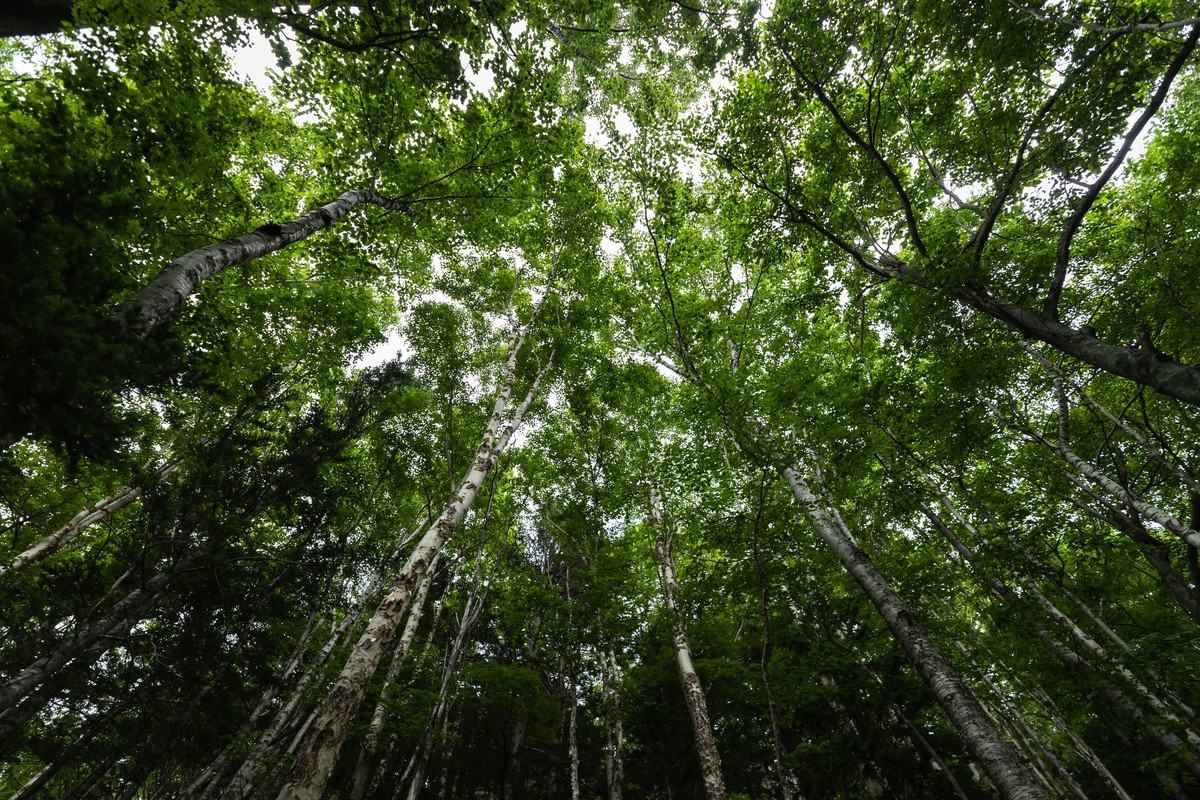 Agro brasileiro se reposiciona para lucrar e liderar na era do carbono neutro