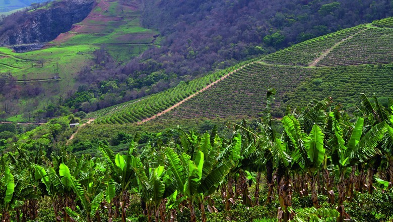 Plataforma pretende organizar dados de agricultura regenerativa no Brasil