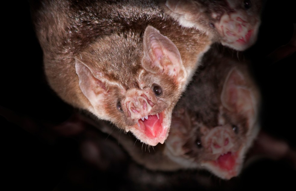 Desmodus Rotundus, espécie de morcego hematófago, principal transmissor da raiva em herbívoros — Foto: Canva/ Creative Commoms