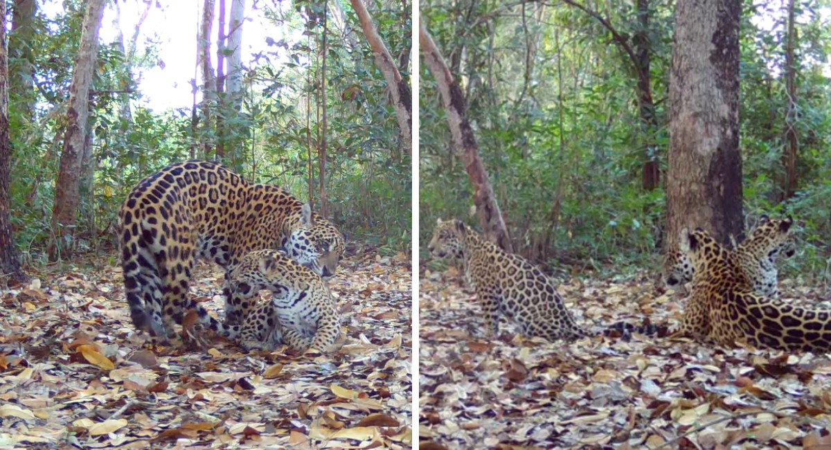 Sesc abre votação pública para nomear três onças-pintadas do Pantanal