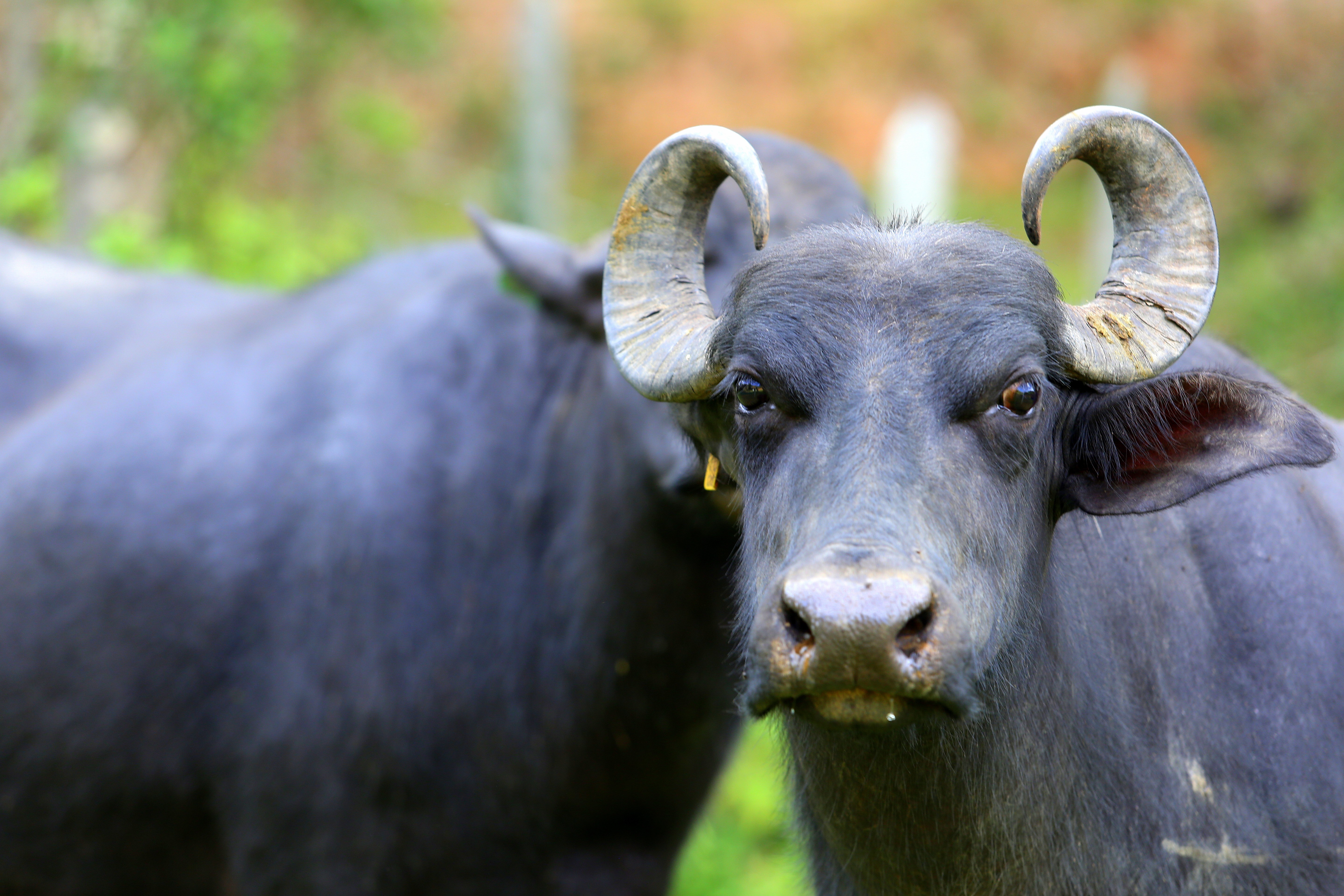 Preço do búfalo avança no Rio Grande do Sul e encosta no valor do boi