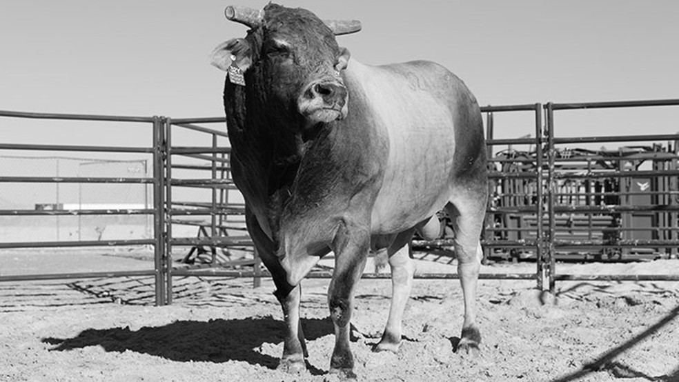 Bruiser — Foto: PBR