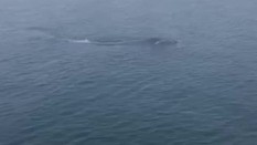 Baleias, mamãe e filhotes, são avistadas no Porto de Imbituba