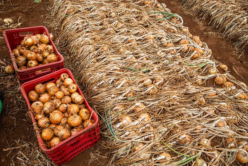 Queda de qualidade limita vendas de cebola e preços caem
