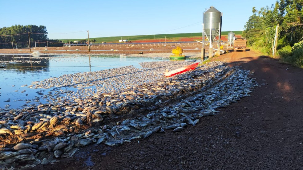 Preju&iacute;zo com a morte de til&aacute;pias &eacute; calculado em cerca de R$ 9 milh&otilde;es &mdash; Foto: Arquivo pessoal
