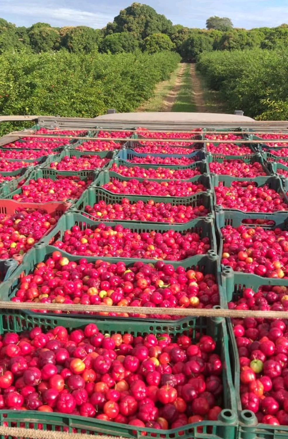 Valores caíram para R$ 2,50 o quilo, abaixo do praticado há três anos — Foto: Divulgação