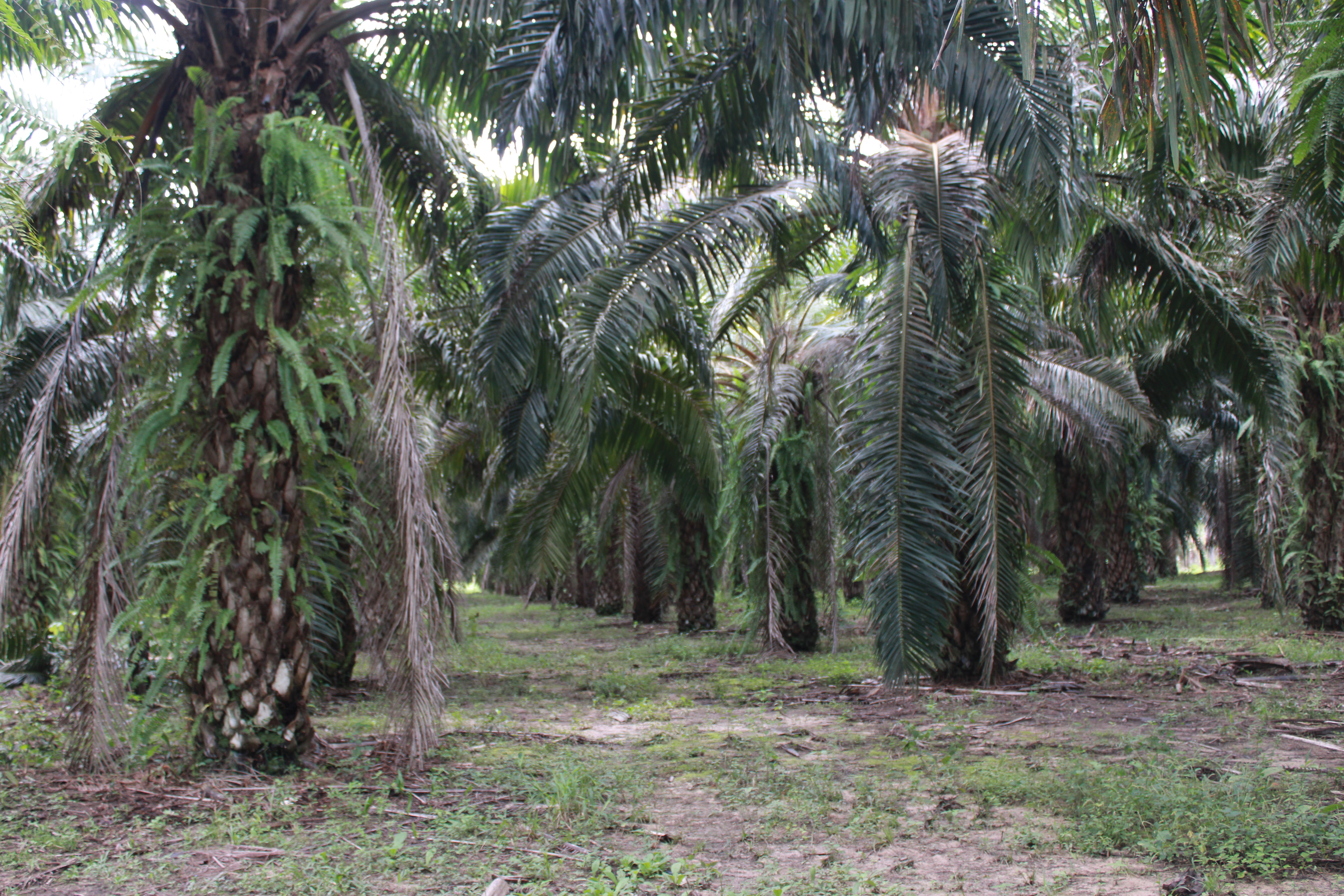 Pará convive com reivindicações indígenas e expansão da palma