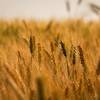 Expectativa para a produtividade das lavouras de trigo é considerada boa - Wenderson Araujo/CNA