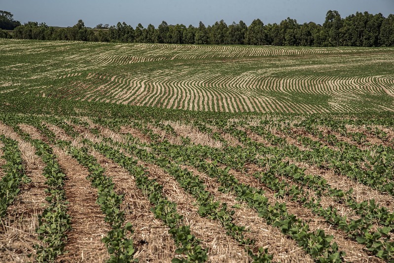 Produtor pode amenizar impactos do El Niño no plantio da nova safra de soja