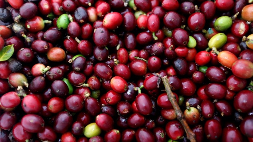 Volume e qualidade da safra de café no Brasil são satisfatórias, segundo consultoria