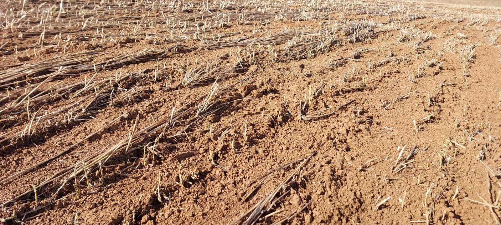 Agricultura quer tirar novo seguro rural do papel no 1º trimestre de 2026