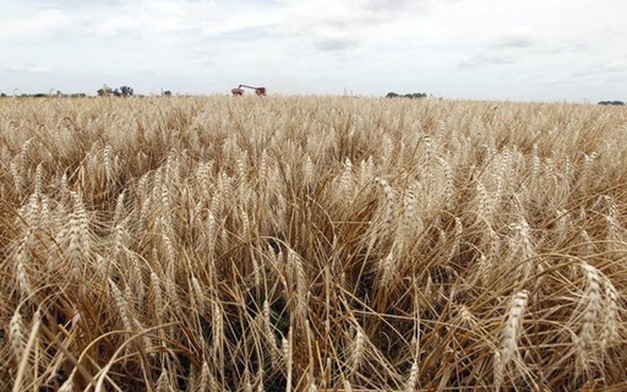 Colheita de trigo no Paraná avança e a expectativa é de volume expressivo