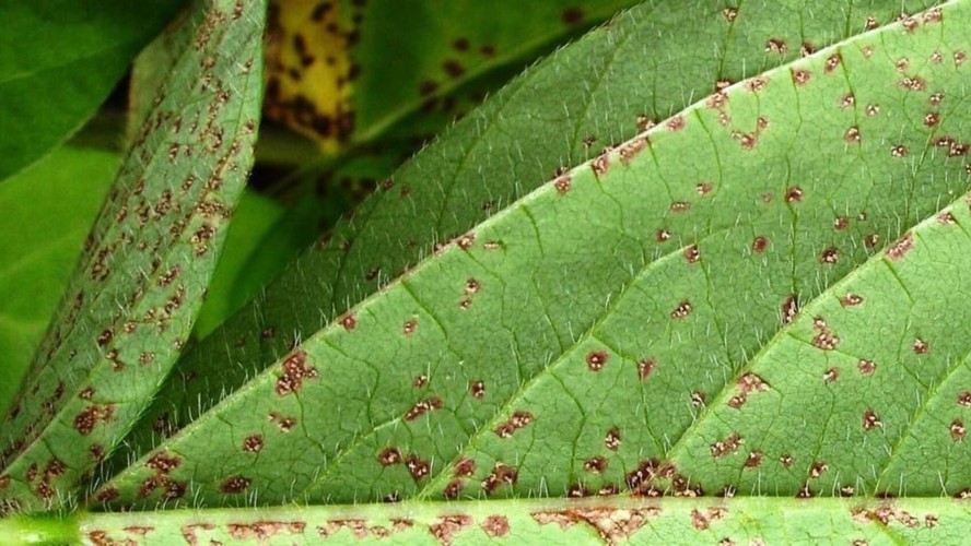 El Niño deixa produtores de soja em alerta para a ferrugem asiática