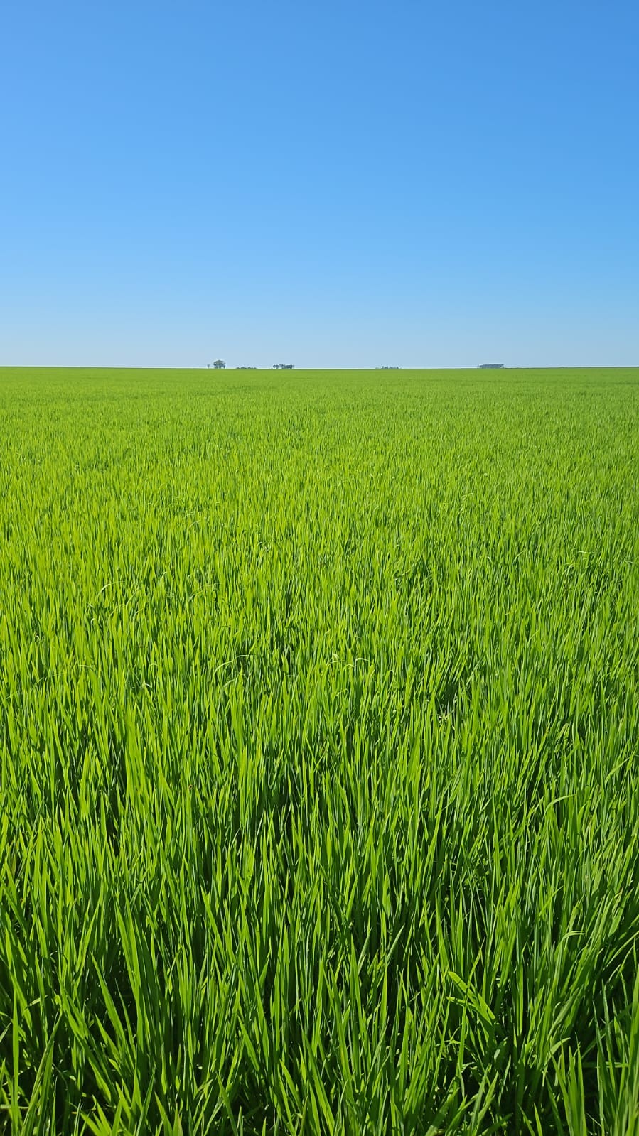 Plantio de arroz chega ao fim no RS com expectativa de área menor do que a projeção inicial