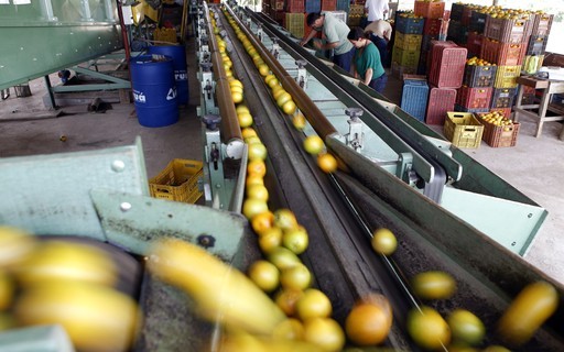 Estoque de suco de laranja cresceu 25,4%, mas ainda está abaixo da média histórica