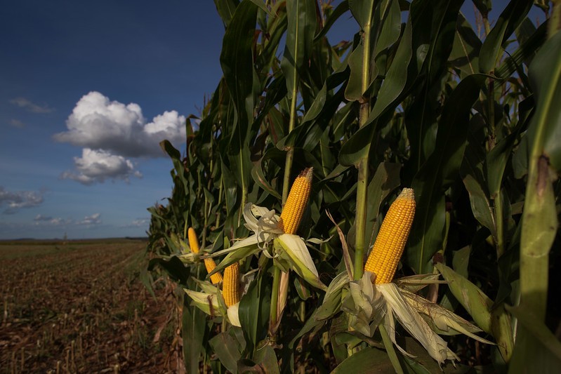 Bioinsumo pode gerar economia de US$ 5,1 bilhões ao Brasil